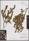 Foto von Salix foetida Schleich. ex DC.